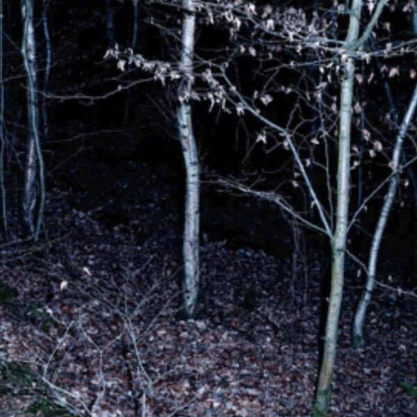 schönschräg wird 2022 klimapositiv mit cut climate change